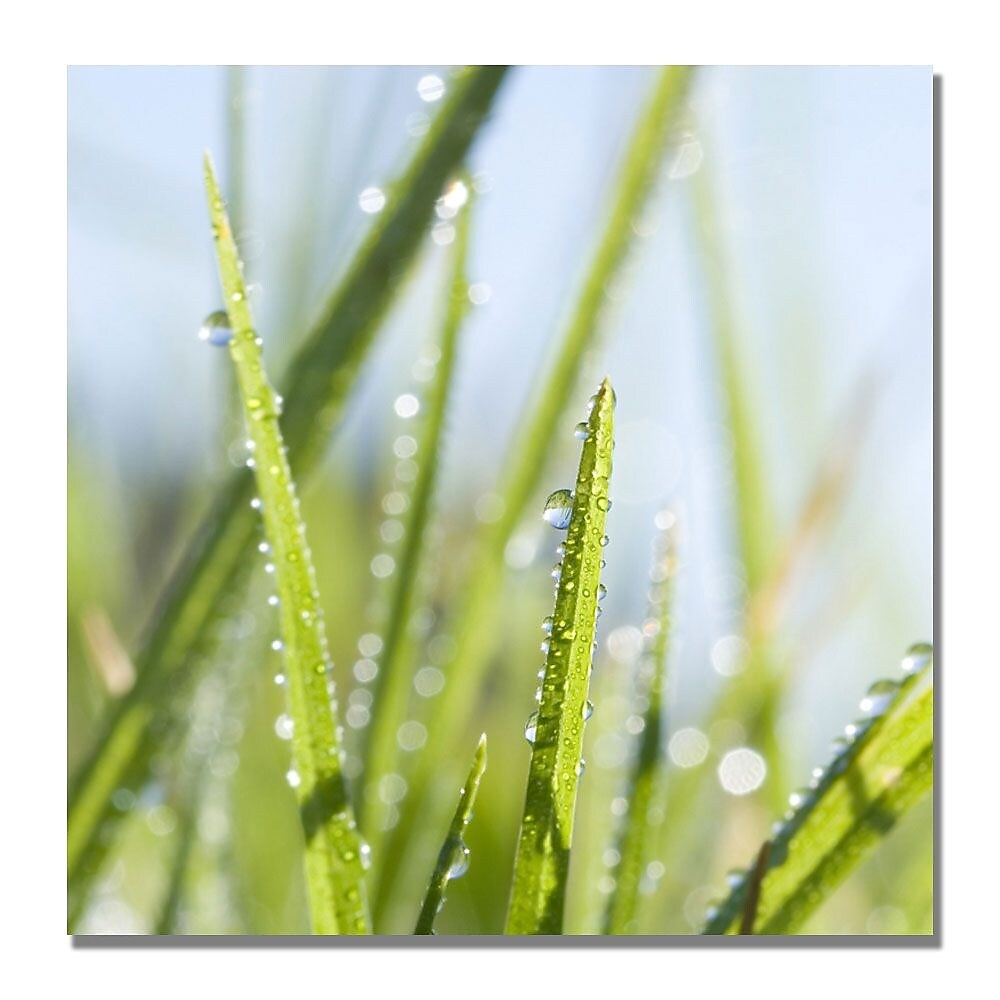 Trademark Fine Art Beata Czyzowska 'Morning Melody' Canvas Art