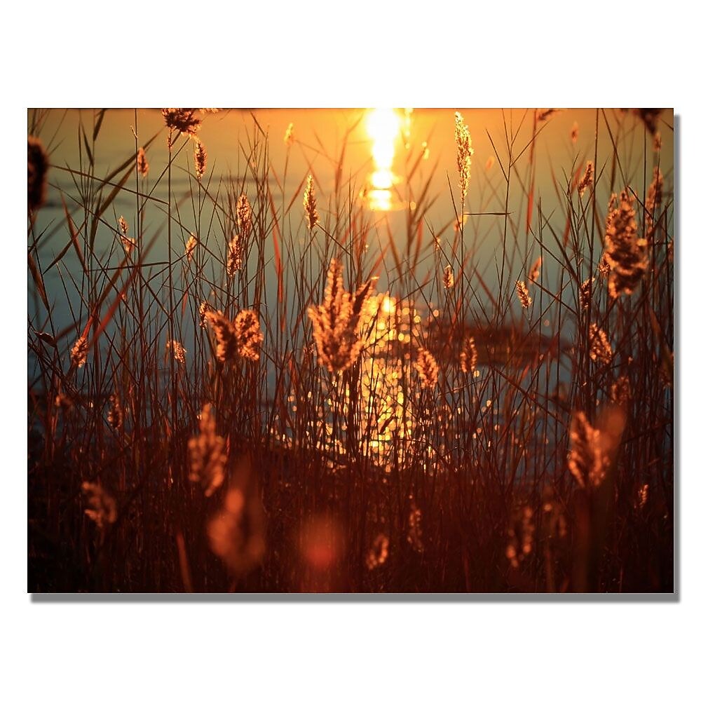 Trademark Fine Art Beata Czyzowska 'Summer Nights' Canvas Art