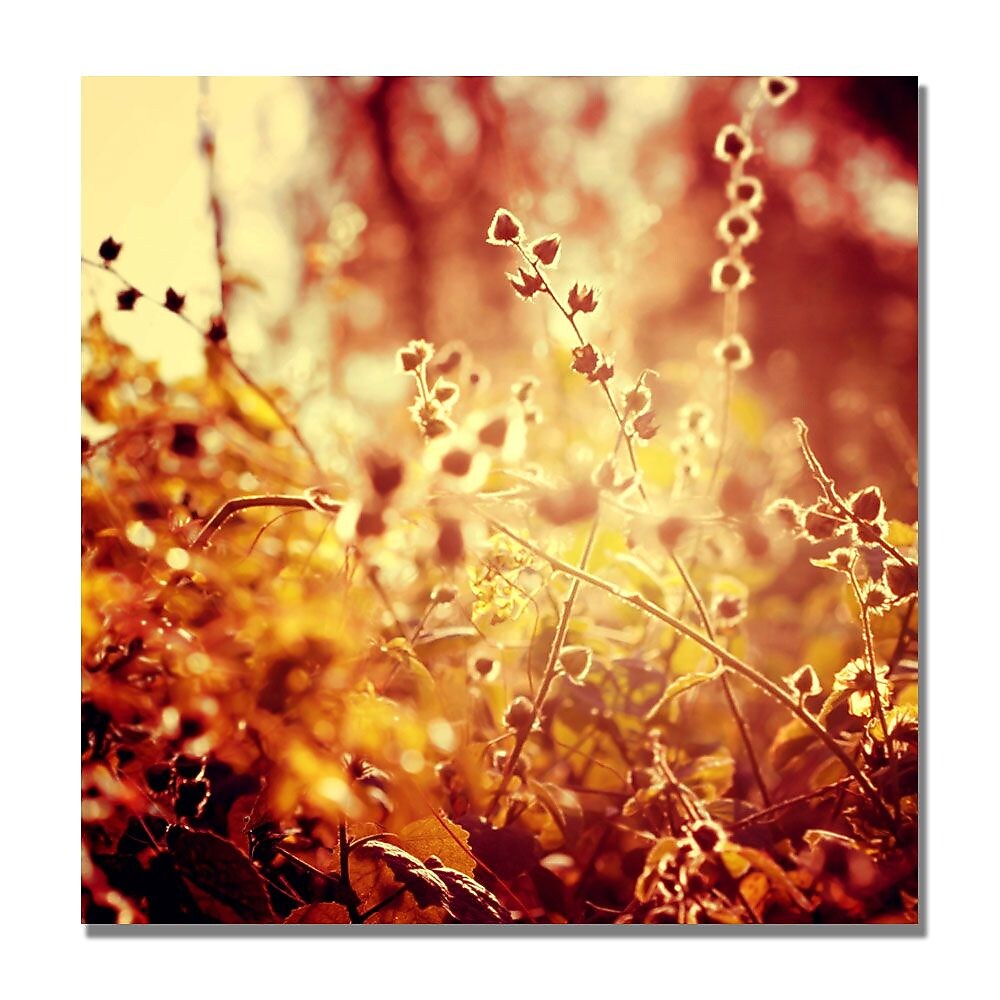 Trademark Fine Art Beata Czyzowska 'Sunset in my Garden' Canvas Art