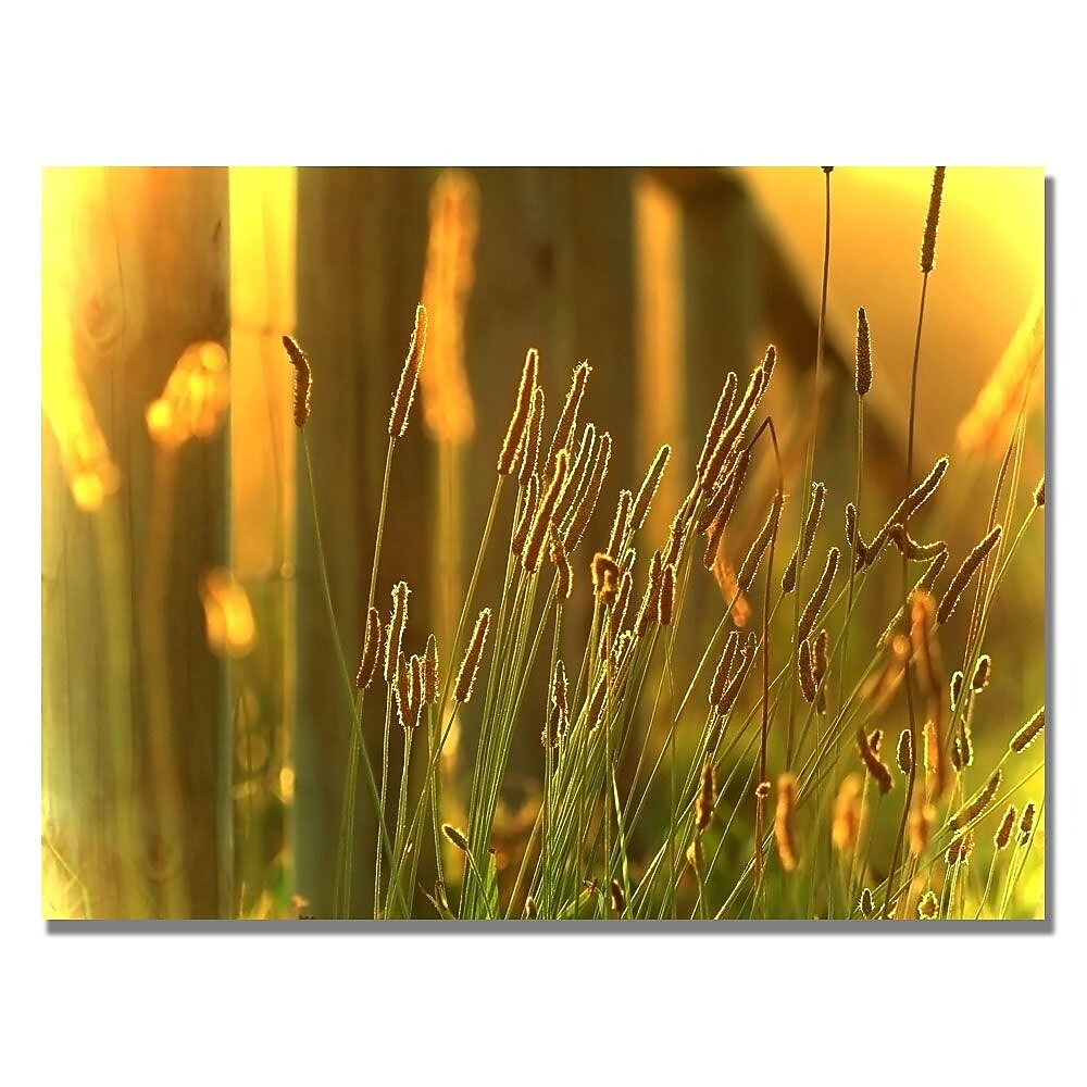 Trademark Fine Art Beata Czyzowska 'When the Sun Goes Down' Canvas Art