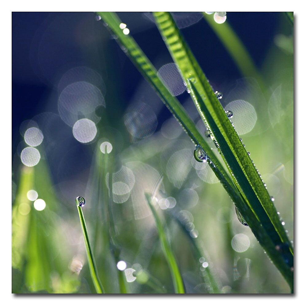 Trademark Fine Art Beata Czyzowska 'Like Sunday Morning' Canvas Art 35x35 Inches