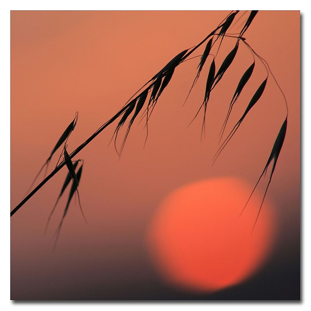 Trademark Fine Art Beata Czyzowska 'Sunset Sonata' Canvas Art 24x24 Inches