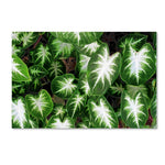 Trademark Fine Art Kathie McCurdy 'Hawaiian Garden II' Canvas Art