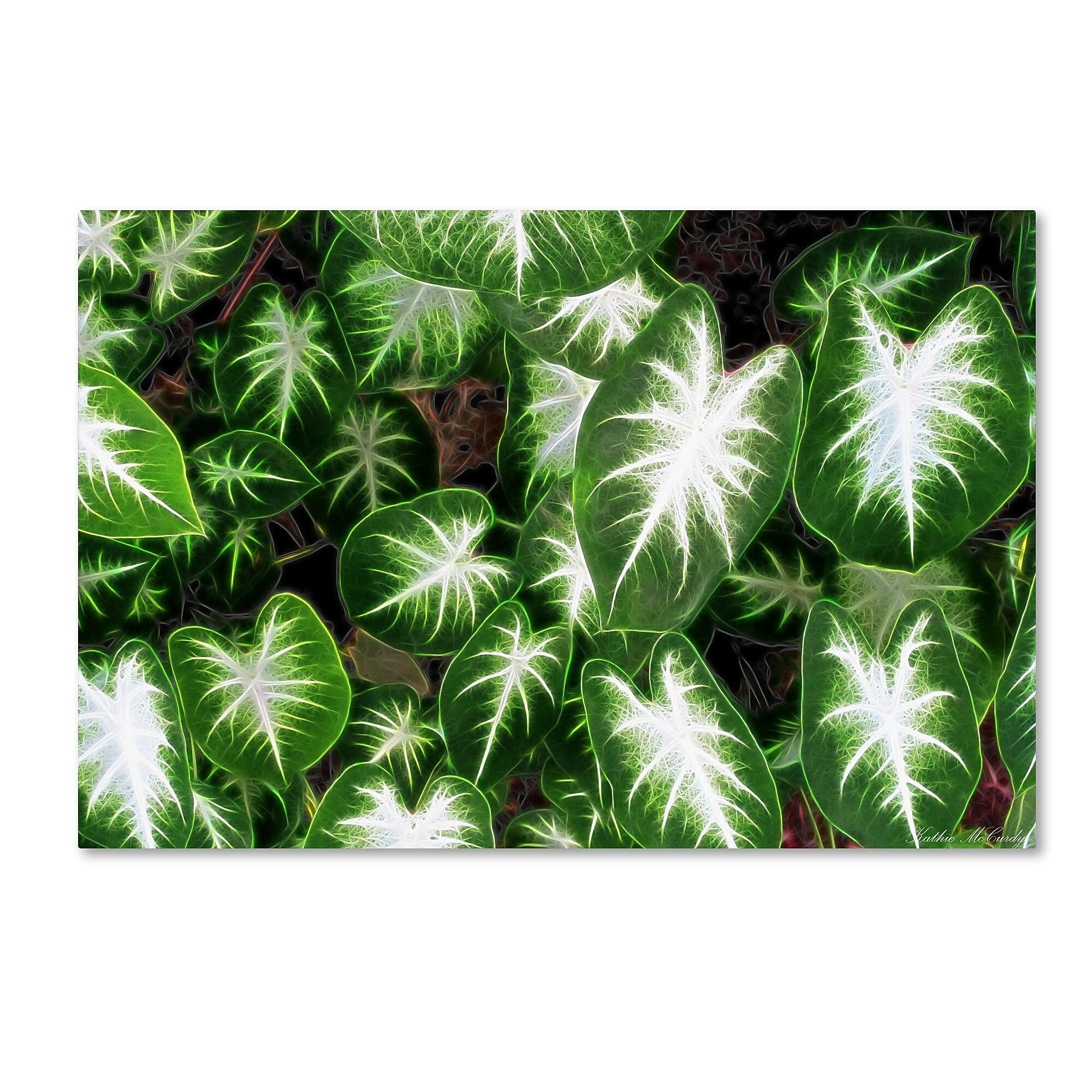 Trademark Fine Art Kathie McCurdy 'Hawaiian Garden II' Canvas Art
