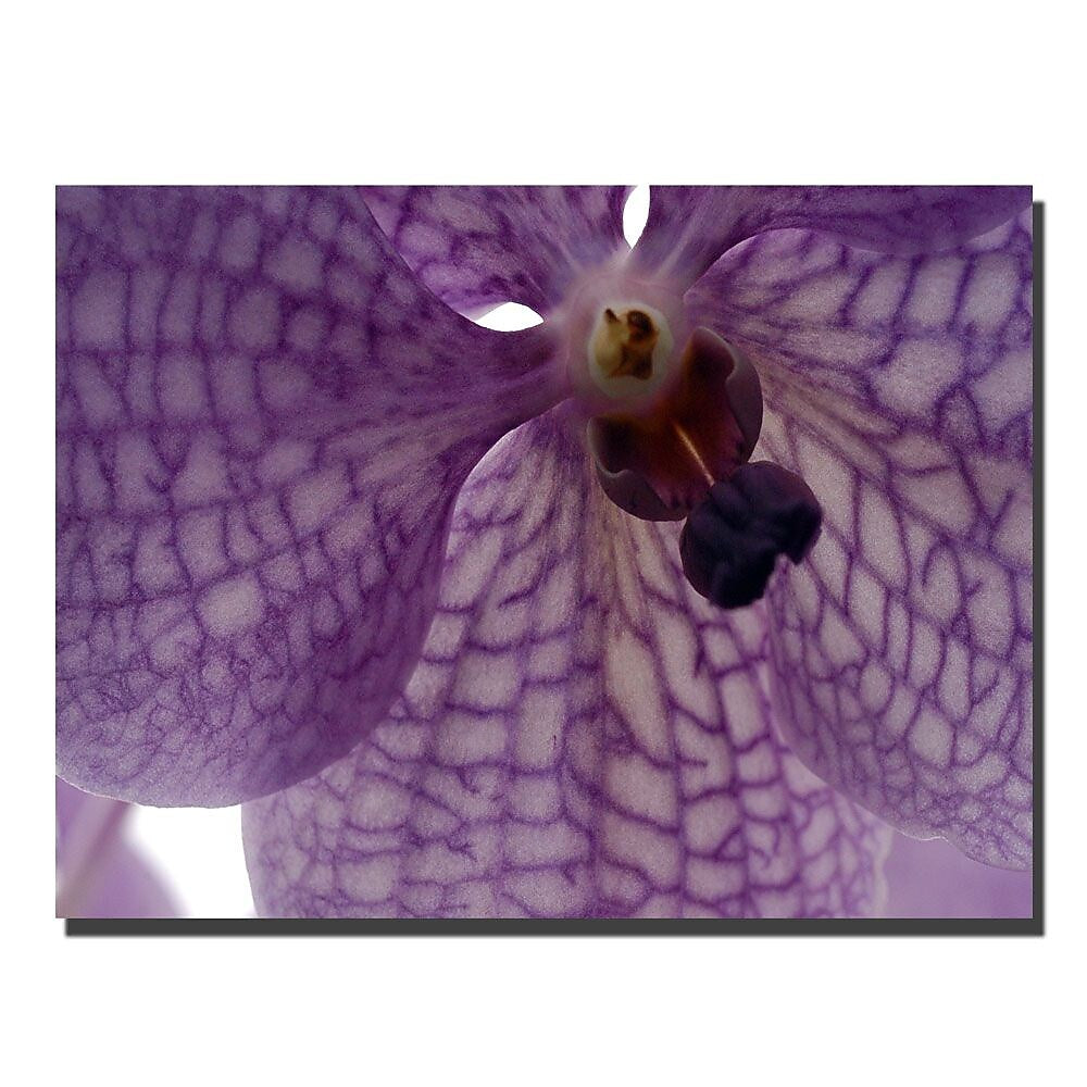 Trademark Fine Art Orchid veins by Kurt shaffer-Gallery Wrapped 24x32 Inches
