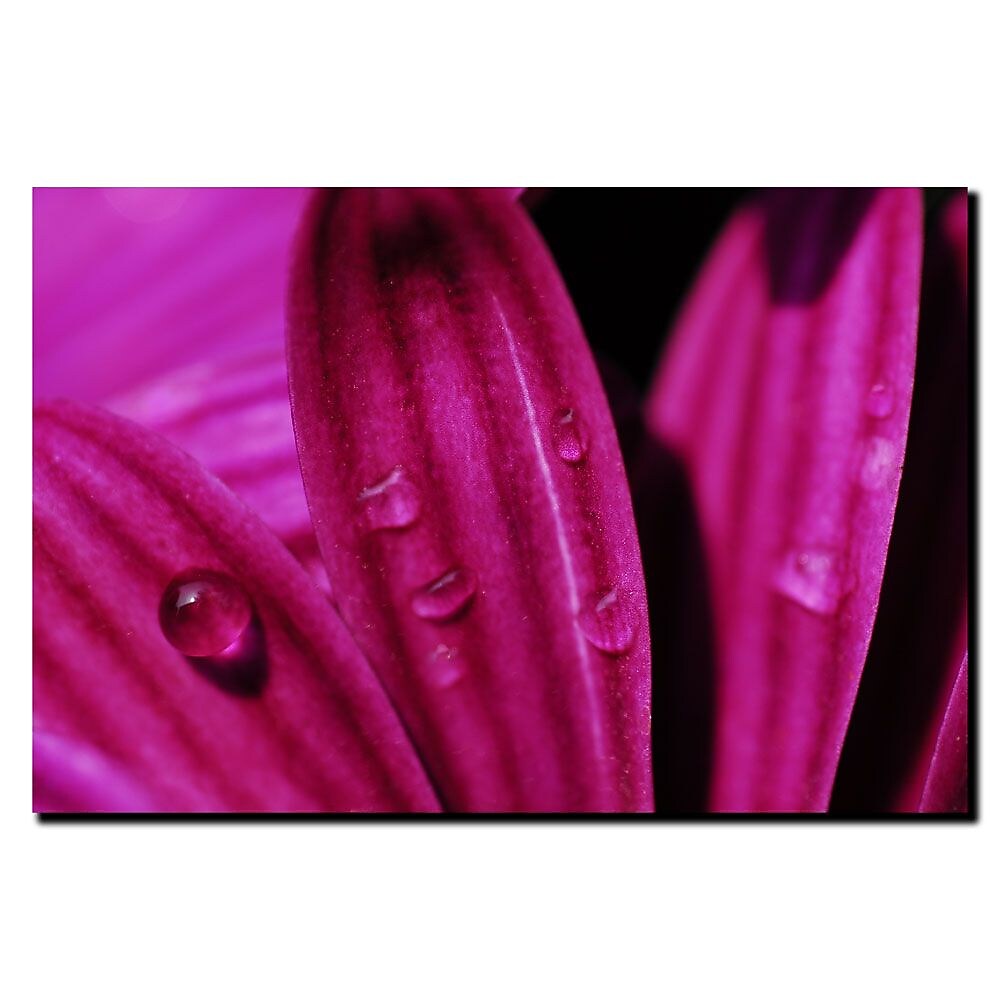 Trademark Fine Art Purple Daisy Macro by Kurt Shaffer-Gallery Wrapped 1 18x24 Inches