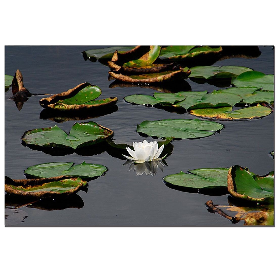 Trademark Fine Art White lily by Kurt shaffer-Gallery Wrapped 24x32 Inches (886511035010)