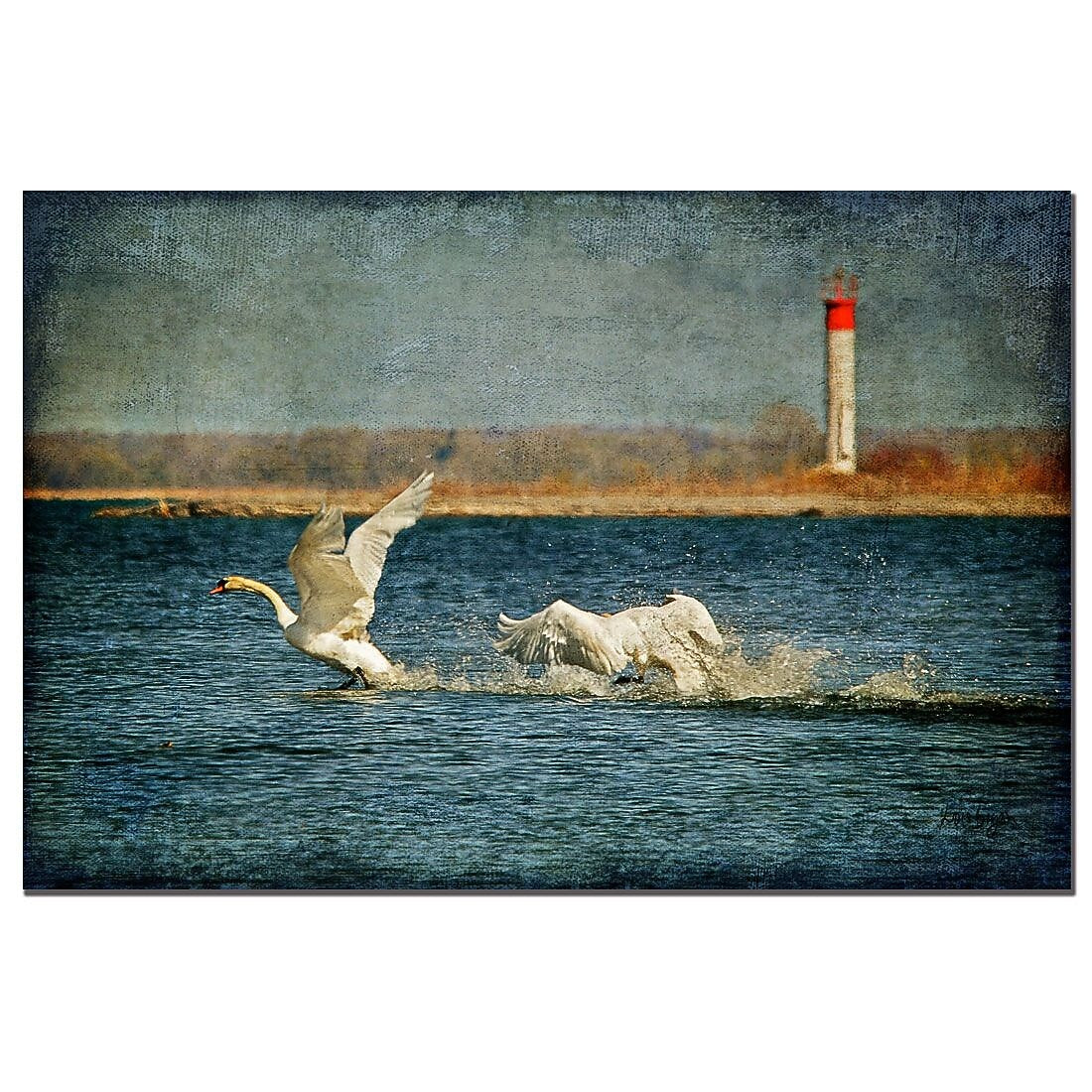 Trademark Fine Art Swans by Lois Bryan-Canvas Ready to Hang 16x24 Inches