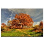 Trademark Fine Art Lois Bryan 'Fall Scene' Canvas Art Ready to Hang 35x47 Inches