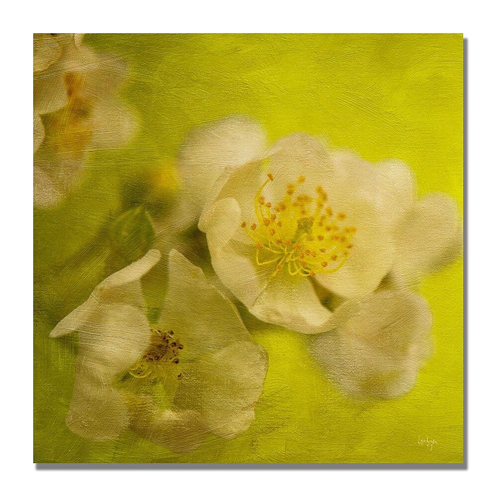 Trademark Fine Art Lois Bryan 'Sunrise II' Canvas Art 24x24 Inches