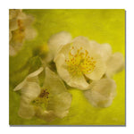 Trademark Fine Art Lois Bryan 'Sunrise II' Canvas Art 35x35 Inches