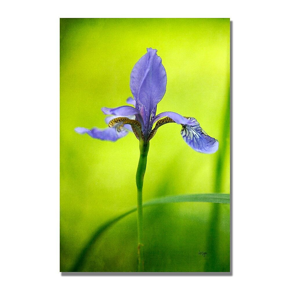 Trademark Fine Art Lois Bryan 'Iris' Canvas Art 30x47 Inches