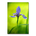 Trademark Fine Art Lois Bryan 'Iris' Canvas Art 30x47 Inches
