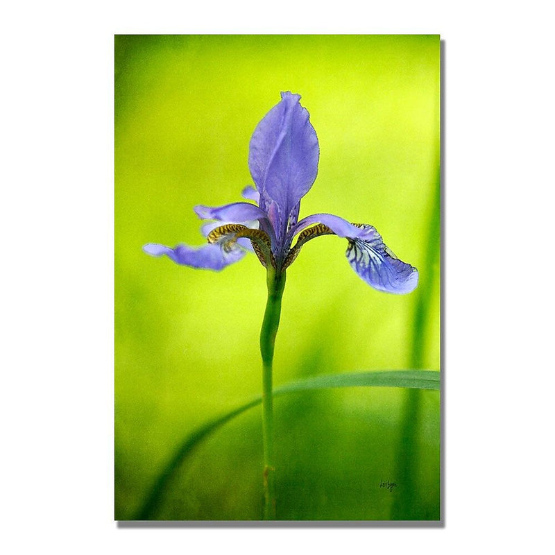 Trademark Fine Art Lois Bryan 'Iris' Canvas Art 30x47 Inches