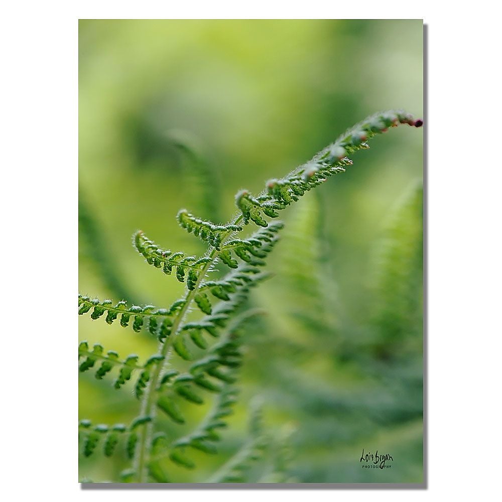 Trademark Fine Art Lois Bryan 'Fern' Canvas Art 22x32 Inches