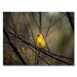Trademark Fine Art Lois Bryan 'Golden Finch' Canvas Art 30x47 Inches