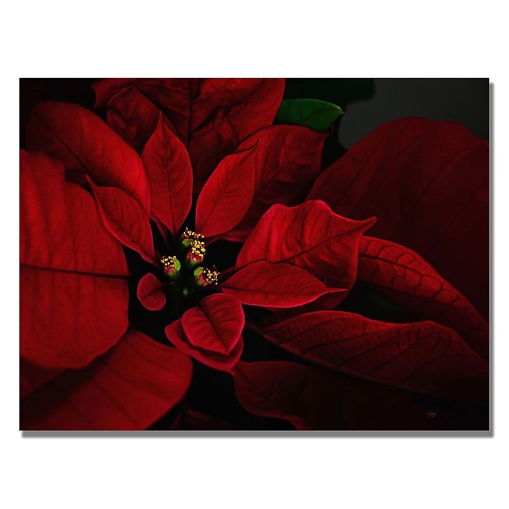 Trademark Fine Art Lois Bryan 'Poinsettia' Canvas Art 30x47 Inches