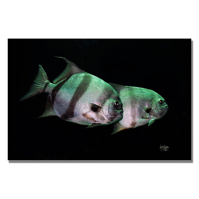 Trademark Fine Art Lois Bryan 'Fish in the Dark' Canvas Art 22x32 Inches