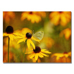 Trademark Fine Art Lois Bryan 'Butterfly on a Flower' Canvas Art 30x47 Inches