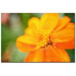 Trademark Fine Art Lois Bryan 'Golden Zinnia' Canvas Art 16x24 Inches