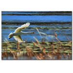 Trademark Fine Art Lois Bryan 'Skimming Swan'' Canvas Art 22x32 Inches