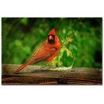 Trademark Fine Art Lois Bryan 'Cardinal in Summer' Canvas Art 16x24 Inches