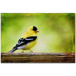 Trademark Fine Art Lois Bryan 'American Golden Finch in Spring' Canvas Art 16x24 Inches