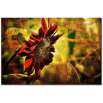 Trademark Fine Art Lois Bryan 'Sunflower' Canvas Art 16x24 Inches