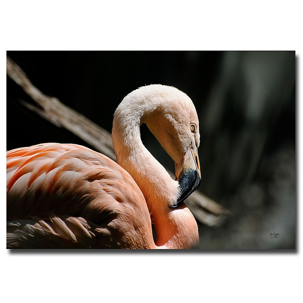 Trademark Fine Art Lois Bryan 'The Sacred Old Flamingoes' Canvas Art 14x19 Inches
