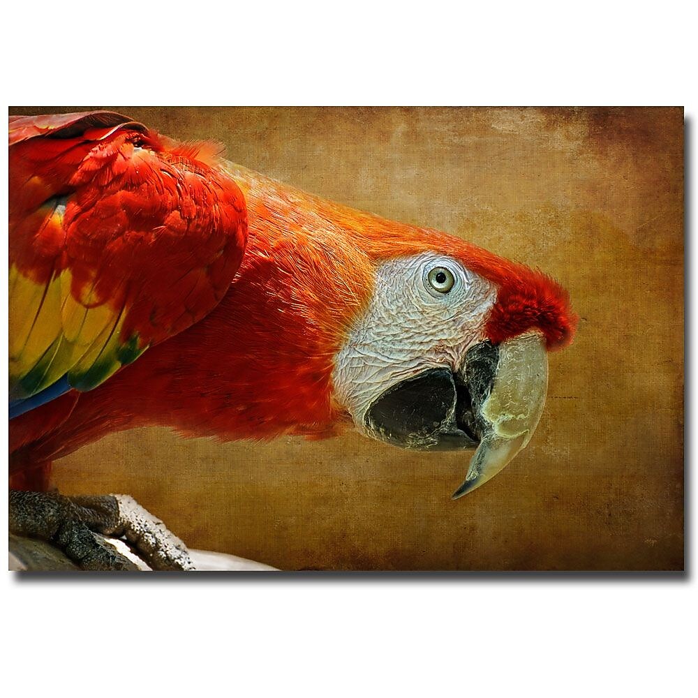 Trademark Fine Art Lois Bryan 'Colorful Bird' Canvas Art 30x47 Inches