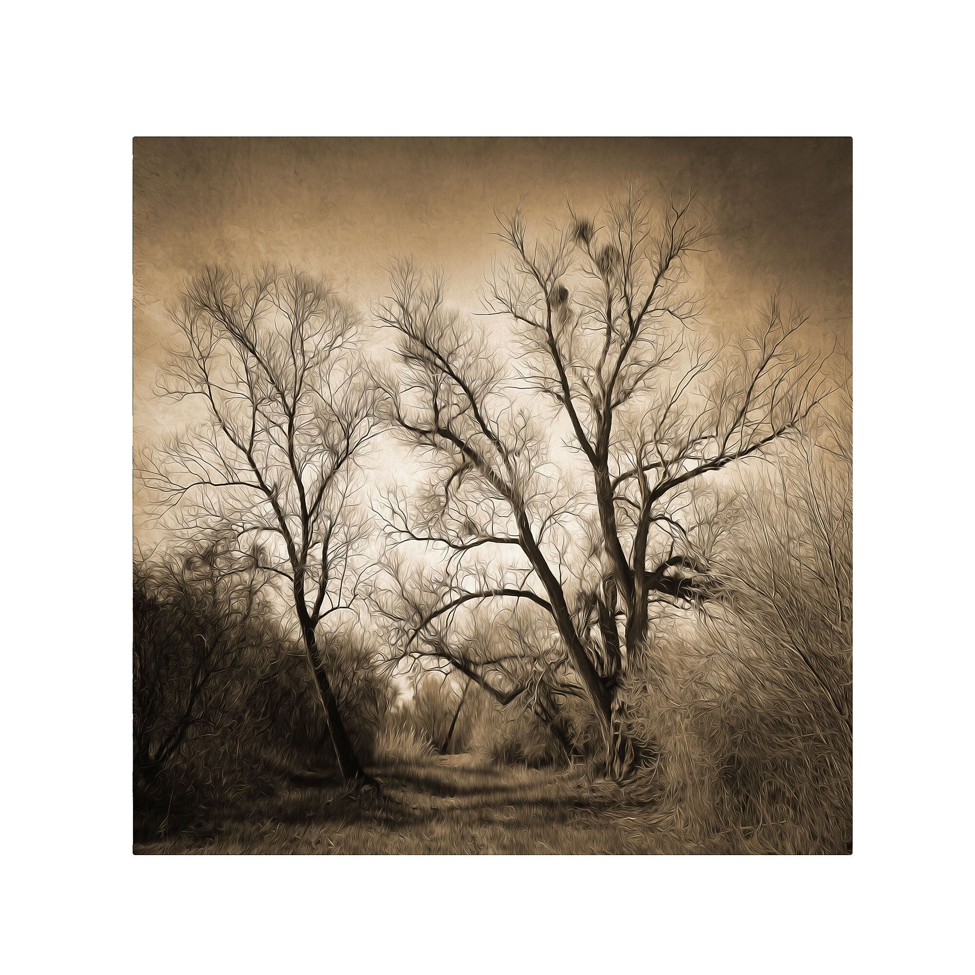 Trademark Fine Art Philippe Sainte-Laudy 'Sepia Ghost' Canvas Art 14x14 Inches