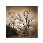 Trademark Fine Art Philippe Sainte-Laudy 'Sepia Ghost' Canvas Art 35x35 Inches