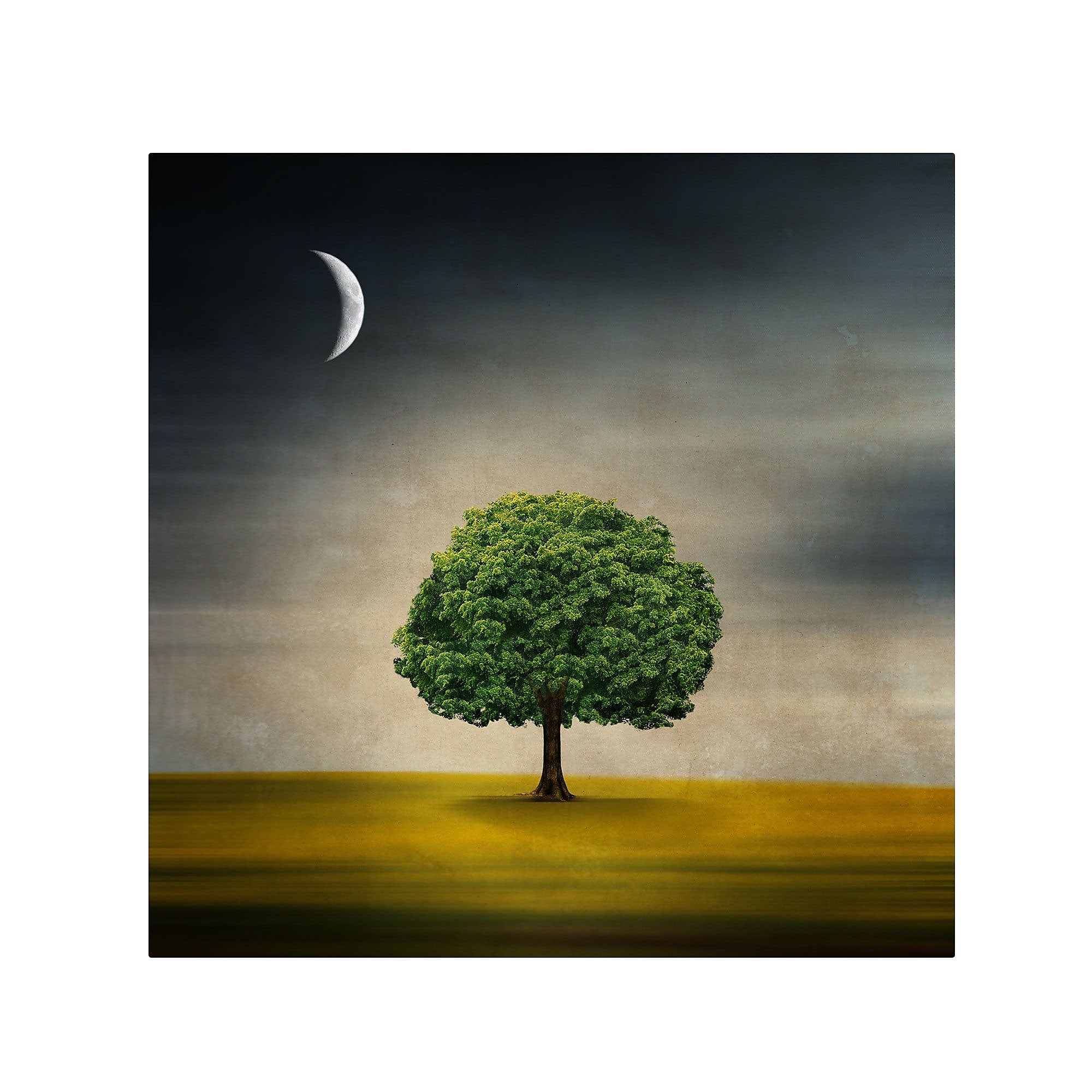 Trademark Fine Art Philippe Sainte-Laudy 'Under the Moon' Canvas Art 35x35 Inches