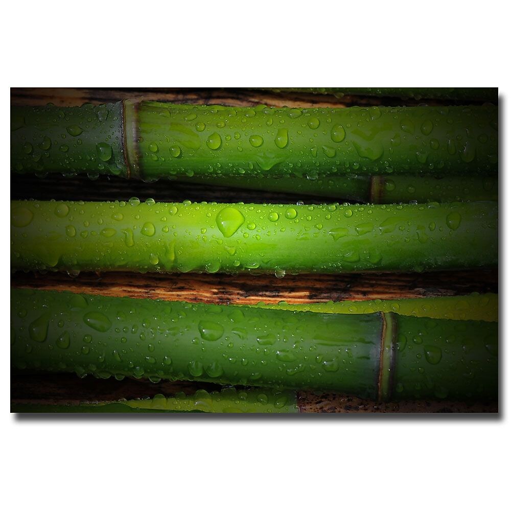 Trademark Fine Art Philippe Sainte Laudy 'Bamboo Drops' Canvas Art 16x24 Inches
