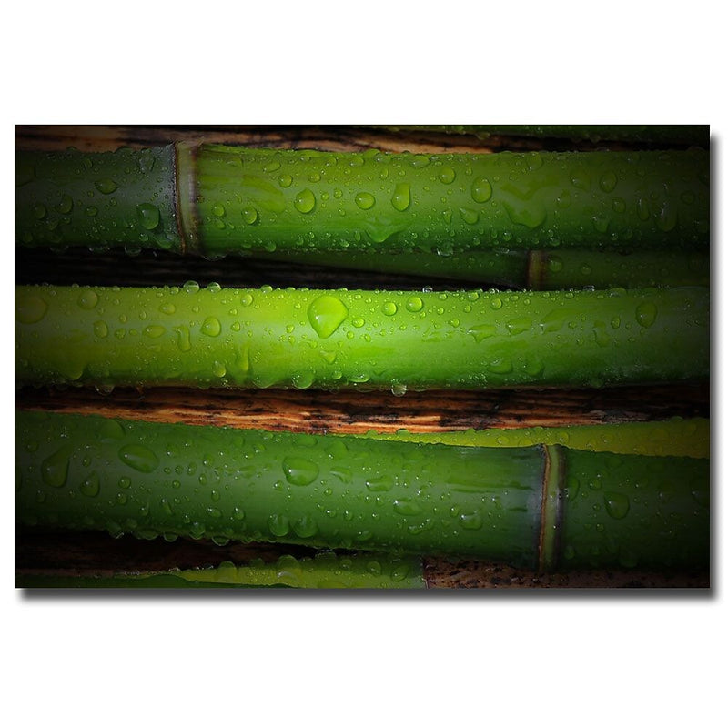 Trademark Fine Art Philippe Sainte Laudy 'Bamboo Drops' Canvas Art 16x24 Inches