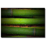 Trademark Fine Art Philippe Sainte Laudy 'Bamboo Drops' Canvas Art 22x32 Inches