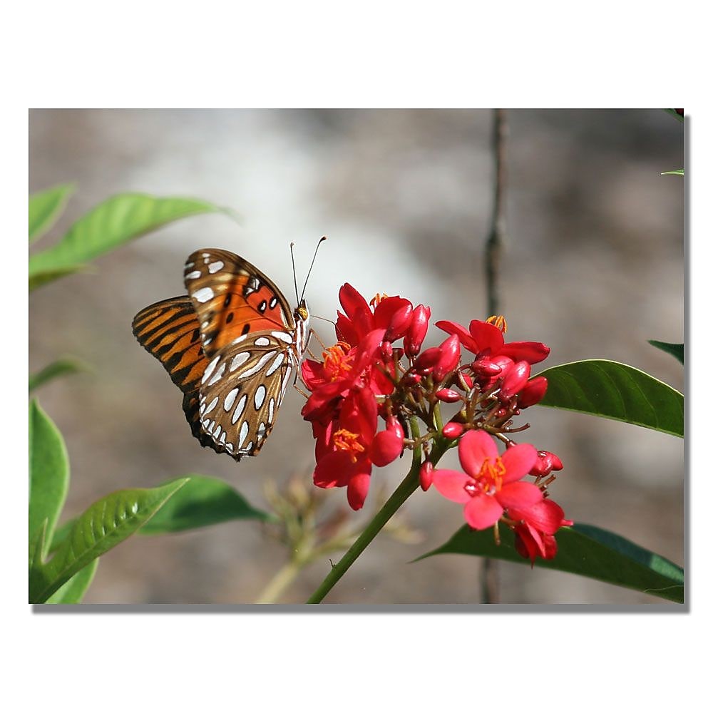 Trademark Fine Art Patty Tuggle 'Butterfly on Red Flowers' Canvas Art 35x47 Inches