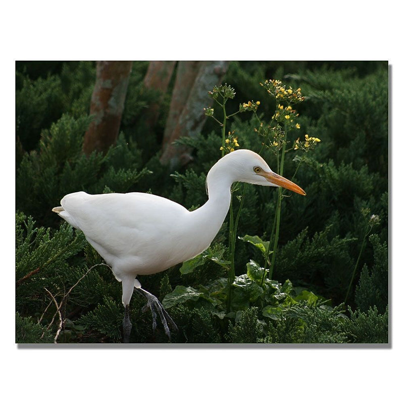 Trademark Fine Art Patty Tuggle 'Egret' Canvas Art 35x47 Inches