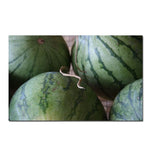 Trademark Fine Art Summer Watermellons by Patty Tuggle-18x32 Canvas Art