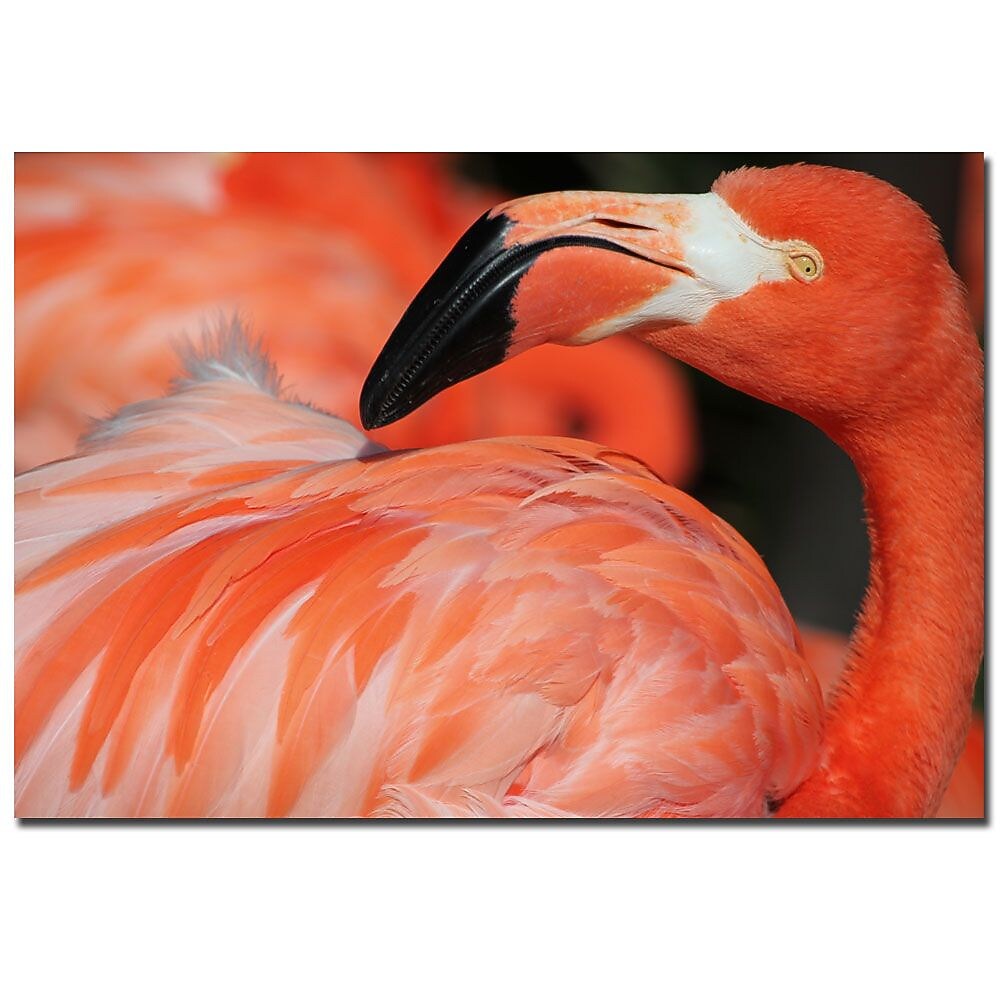 Trademark Fine Art Patty Tuggle 'Pink Flamingo' Canvas Art