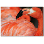 Trademark Fine Art Patty Tuggle 'Pink Flamingo' Canvas Art