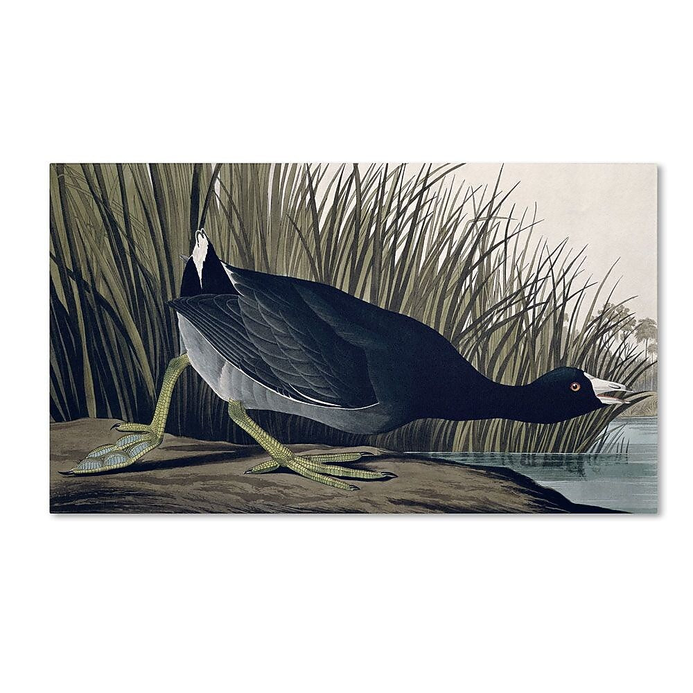 Trademark Fine Art 'American Coot' 10" x 19" Canvas Art