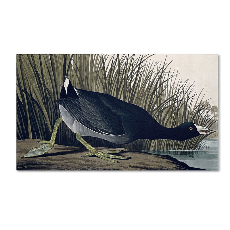 Trademark Fine Art 'American Coot' 10" x 19" Canvas Art
