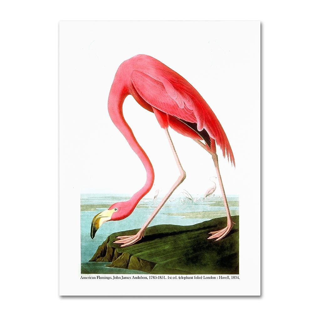 Trademark Fine Art 'American Flamingo' 24" x 32" Canvas Art