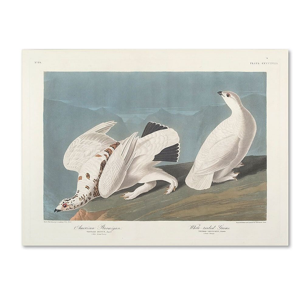 Trademark Fine Art 'American Ptarmigan' 14" x 19" Canvas Art