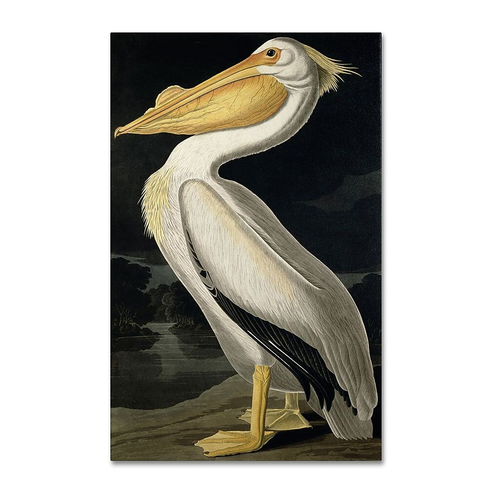 Trademark Fine Art 'American White Pelican' 30" x 47" Canvas Art