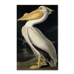 Trademark Fine Art 'American White Pelican' 30" x 47" Canvas Art