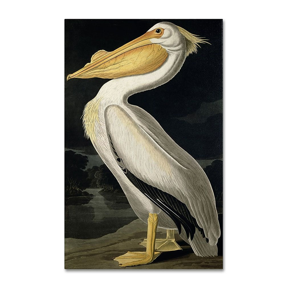 Trademark Fine Art 'American White Pelican' 22" x 32" Canvas Art
