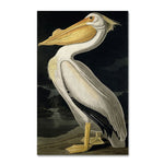 Trademark Fine Art 'American White Pelican' 22" x 32" Canvas Art