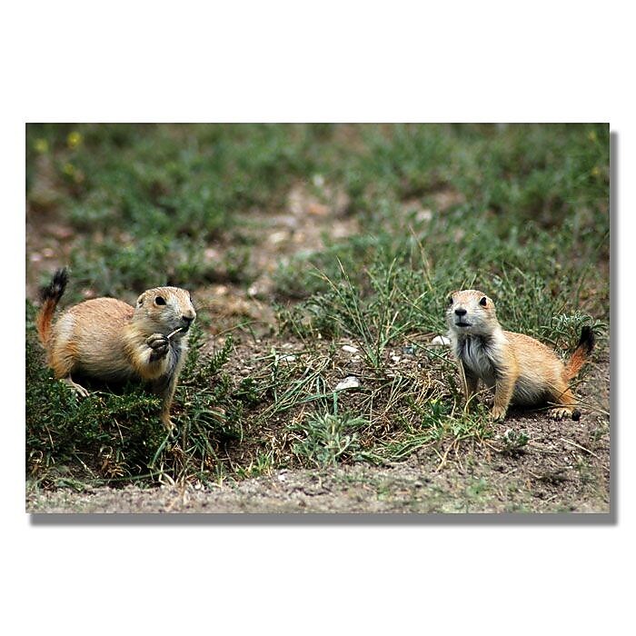 Trademark Fine Art 'Dakota Prairie Dog' 18" x 24" Canvas Art